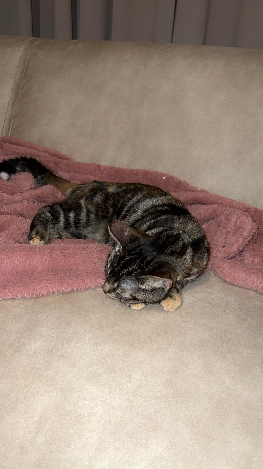 Bristse korthaar poes leila, Poes, Kortharig, 3 tot 5 jaar