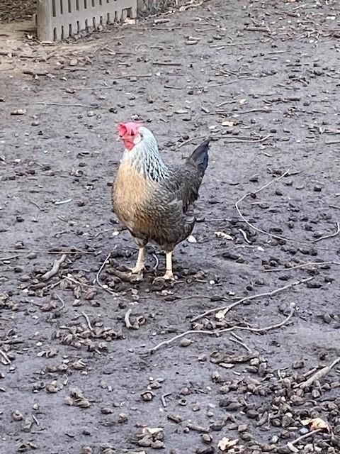 Mooie broedeieren kruising Leghorn zilverpatr. x groenlegger, Dieren en Toebehoren, Pluimvee, Geslacht onbekend, Kip