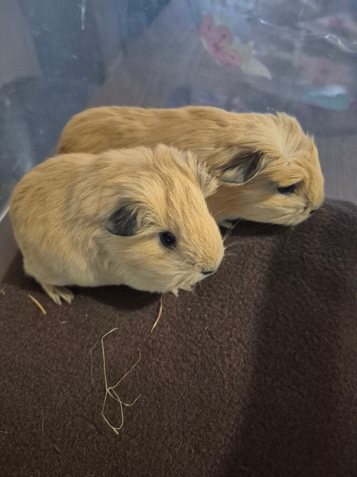 California cavia 18-5, Dieren en Toebehoren, Knaagdieren, Cavia, Mei, Meerdere dieren, Tam