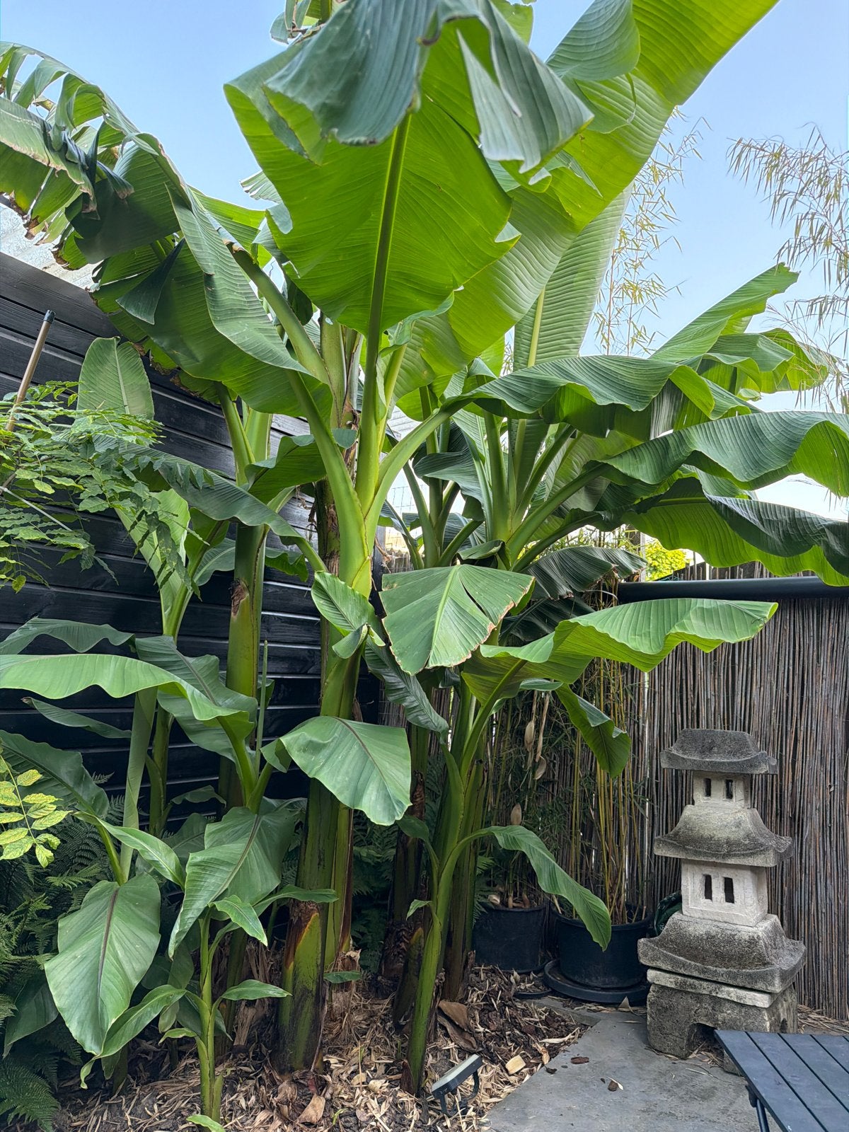 Winterharde Bananenboom - Musa Basjoo, Tuin en Terras, Ophalen, Volle zon, Vaste plant, Bloeit niet