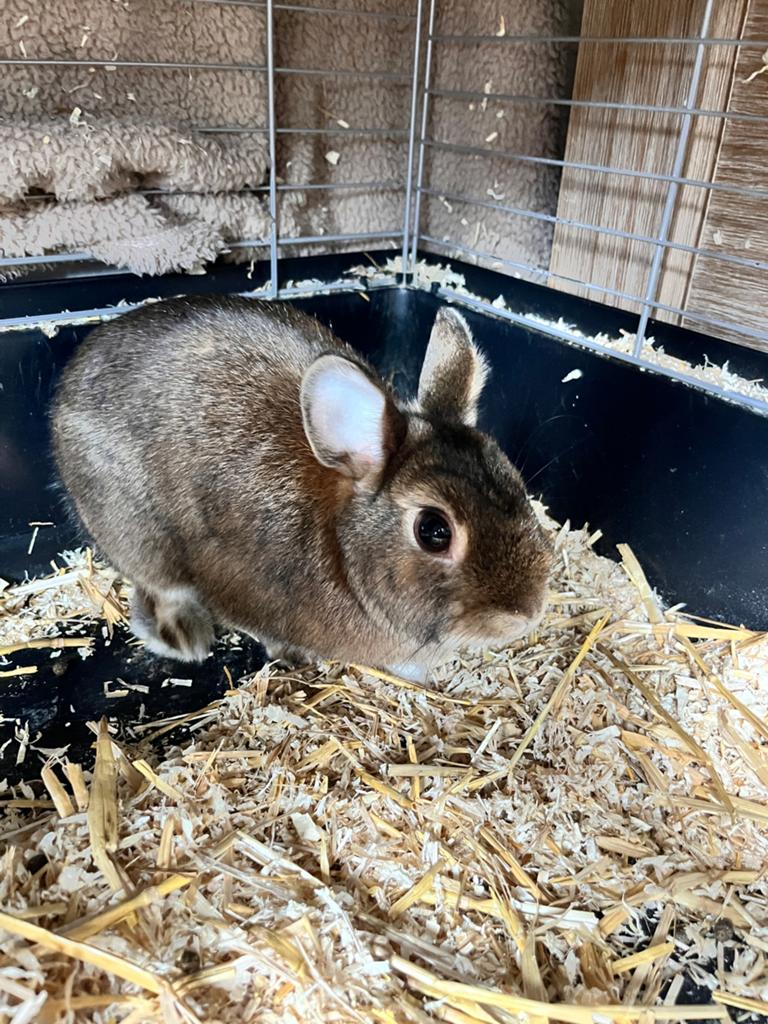 dwergkonijn vrouwtje, Dieren en Toebehoren, Konijnen, Vrouwelijk, Dwerg