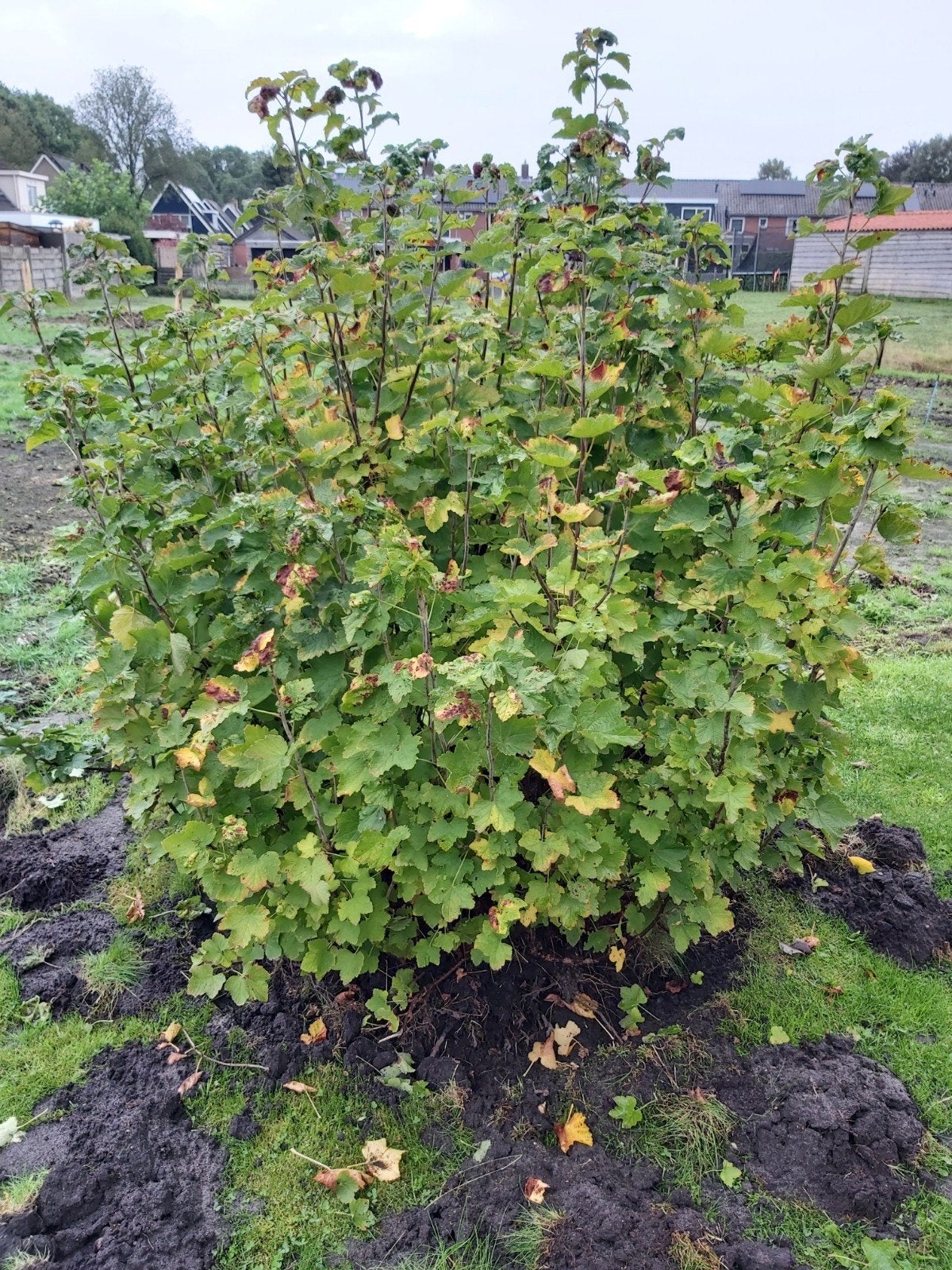 grote rode bessenstruik, Tuin en Terras, Ophalen, Minder dan 100 cm, Overige soorten