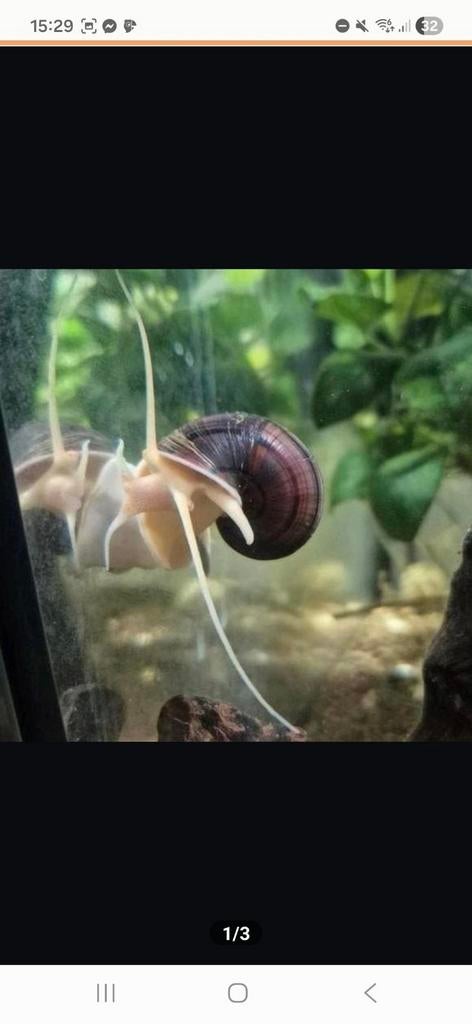 Baby appelslakken, Dieren en Toebehoren, Vissen | Aquariumvissen, Slak of Weekdier, Zoetwatervis