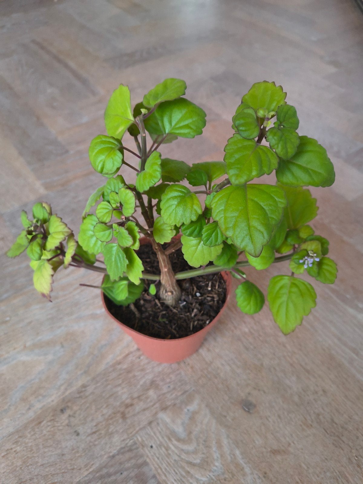 Plectranthus Ernstii - Unieke Succulente Plant, Ophalen, Halfschaduw, Minder dan 100 cm