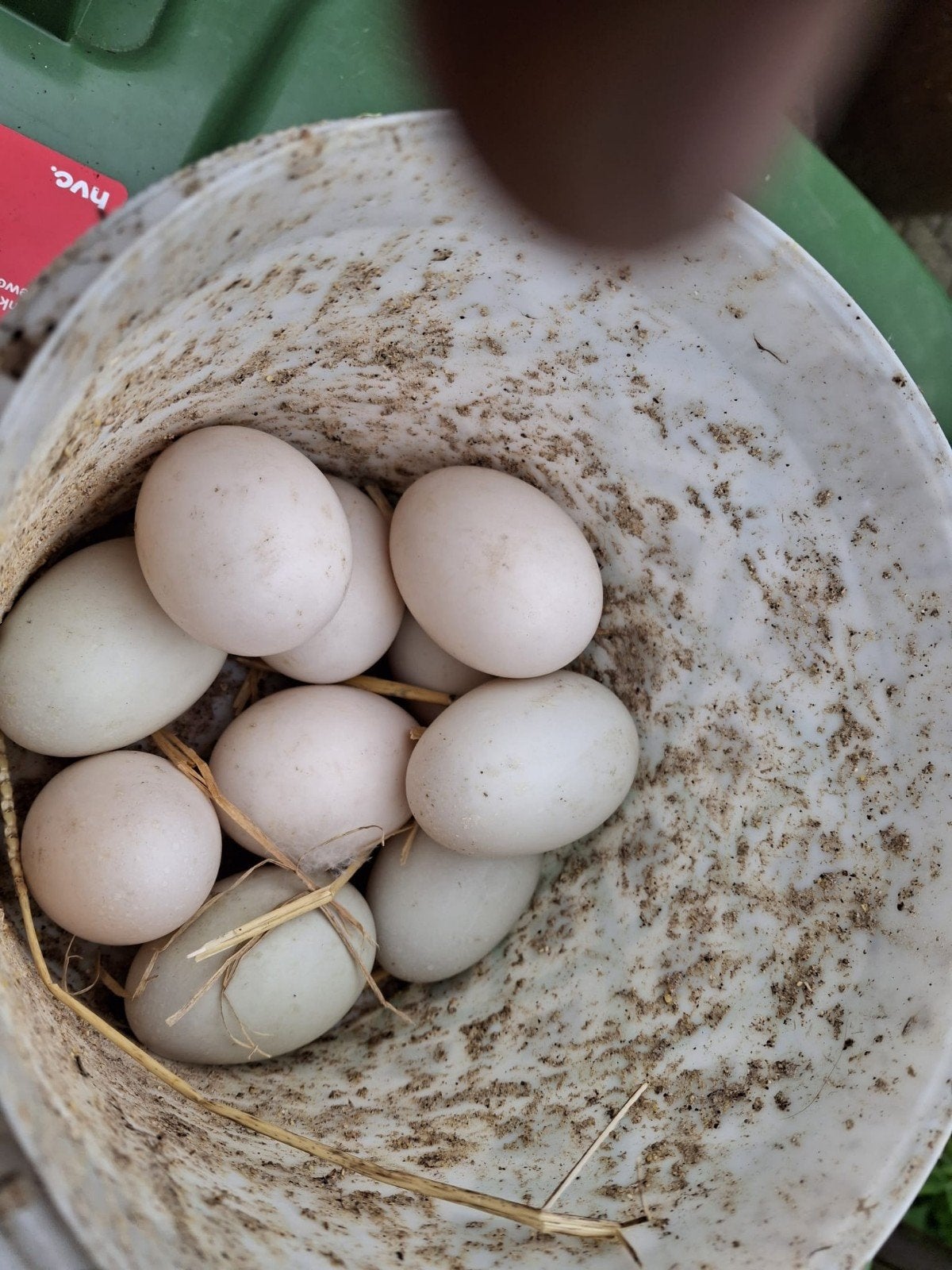 Verse broedeieren van witte loopeenden, Dieren en Toebehoren, Geslacht onbekend, Eend