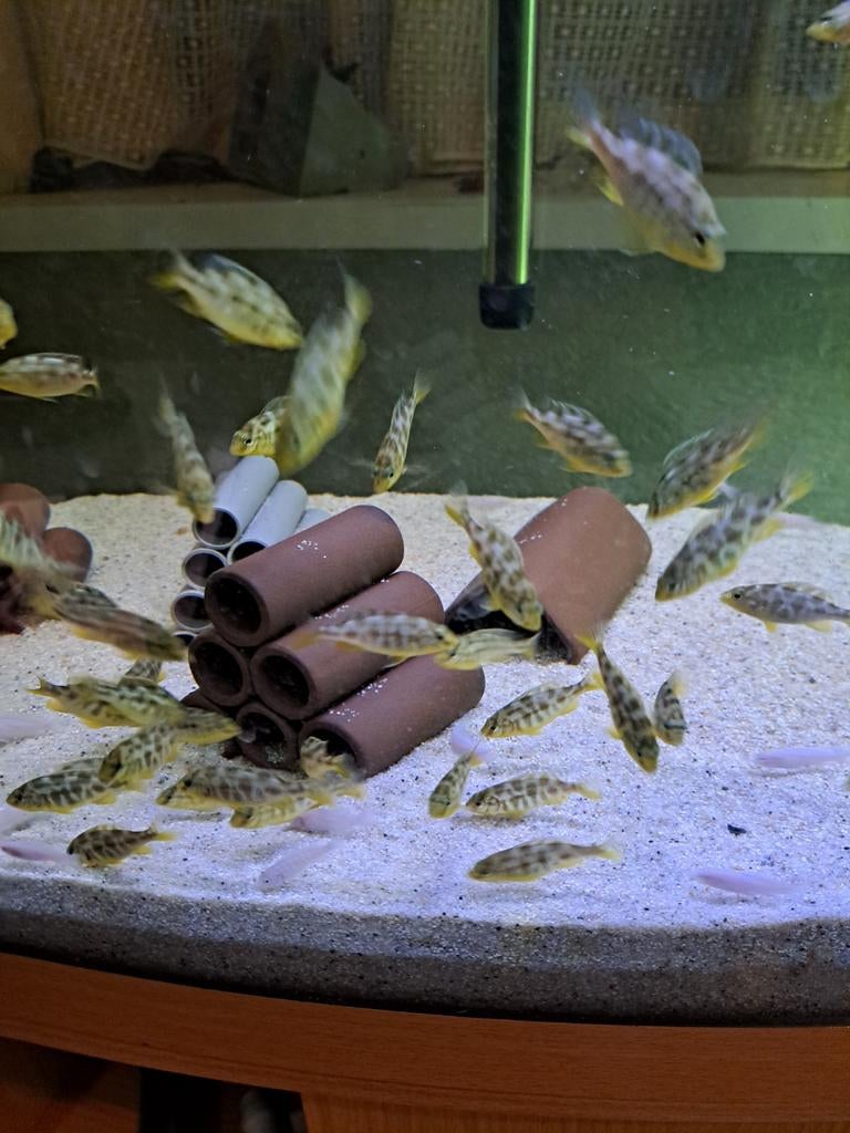 Venustus malawi cichlide, Dieren en Toebehoren, Vissen | Aquariumvissen, Vis