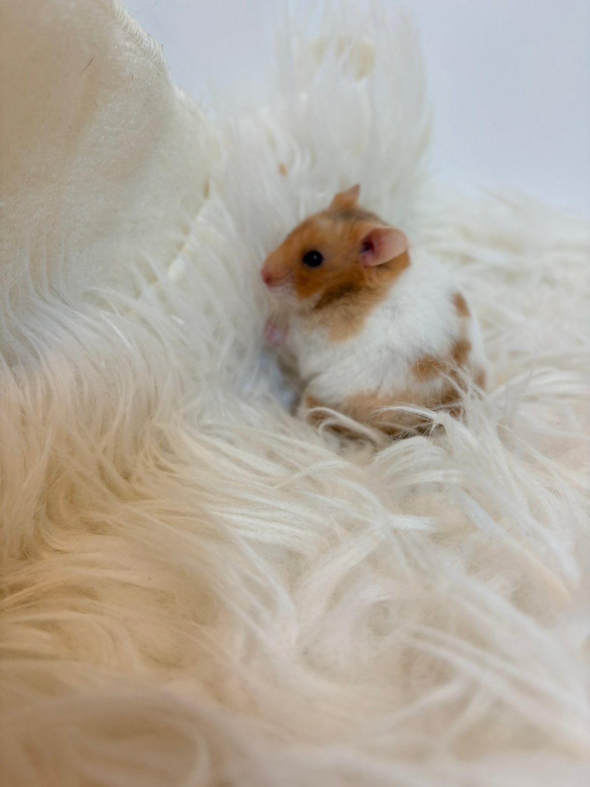 Lieve goudhamster driekleur dame zoekt een fijn huisje, Hamster, Augustus, Vrouwelijk, Tam