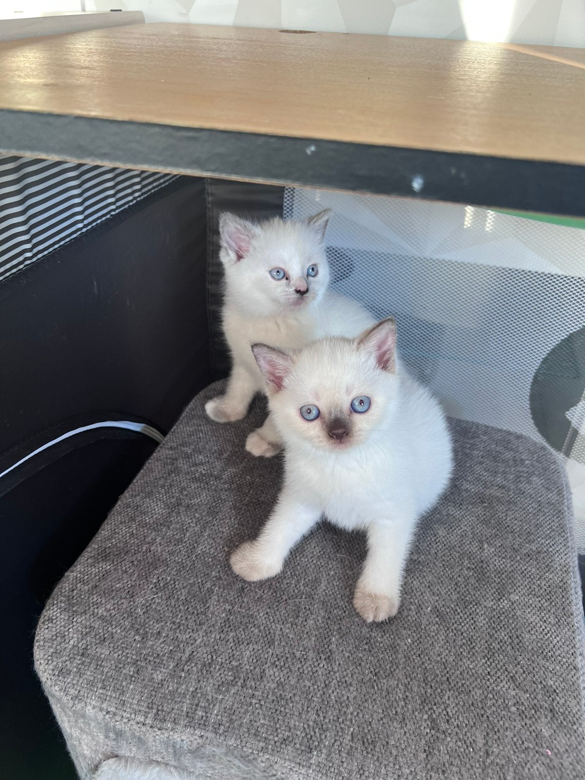 Britse korthaar kittens, Dieren en Toebehoren, Katten en Kittens | Raskatten | Korthaar, Poes, Ontwormd, 0 tot 2 jaar