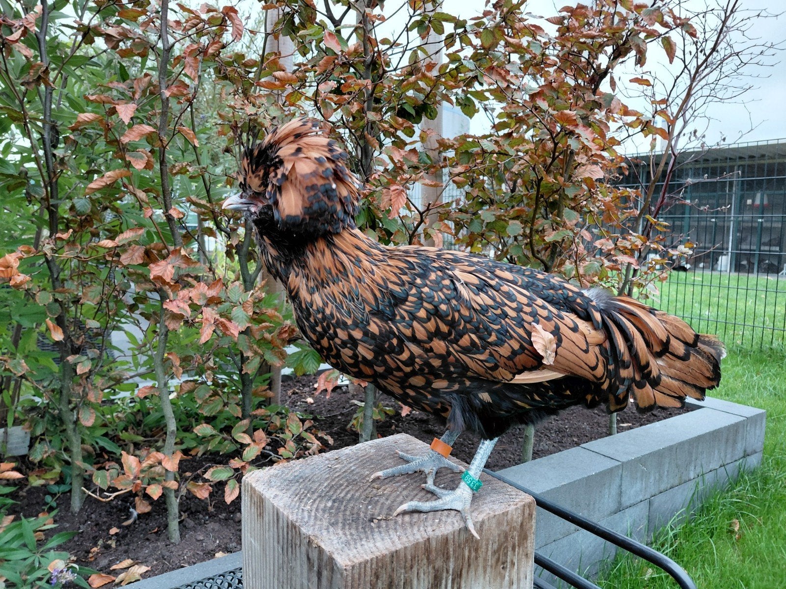 Broedeieren oud-Hollands ras de Nederlandse Baardkuifhoen, Dieren en Toebehoren, Pluimvee, Geslacht onbekend, Kip