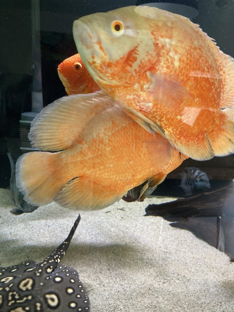 Te koop: Lutino Red Oscar Cichliden (± 28 cm), Vis, Zoetwatervis