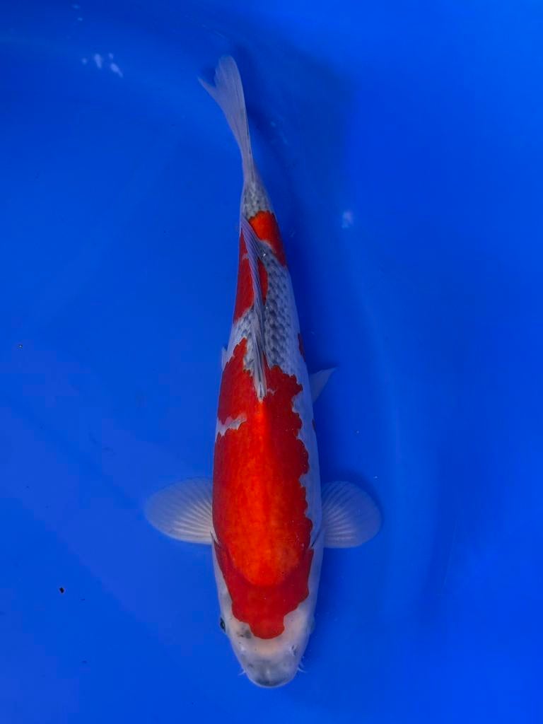 VHQ Goshiki – Conias | Young Nisai (37–42 cm), Dieren en Toebehoren, Karper of Koi