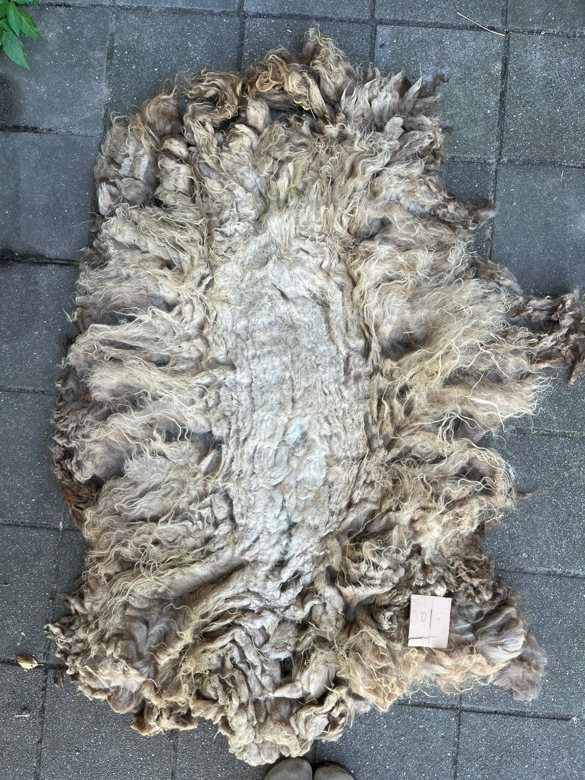 Schapenvacht drentsheide schaap, Ophalen of Verzenden, Zo goed als nieuw, Spinwol