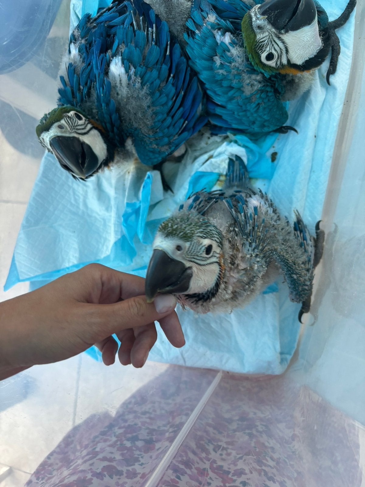 Blauw gele ara, Dieren en Toebehoren, Geslacht onbekend, Papegaai