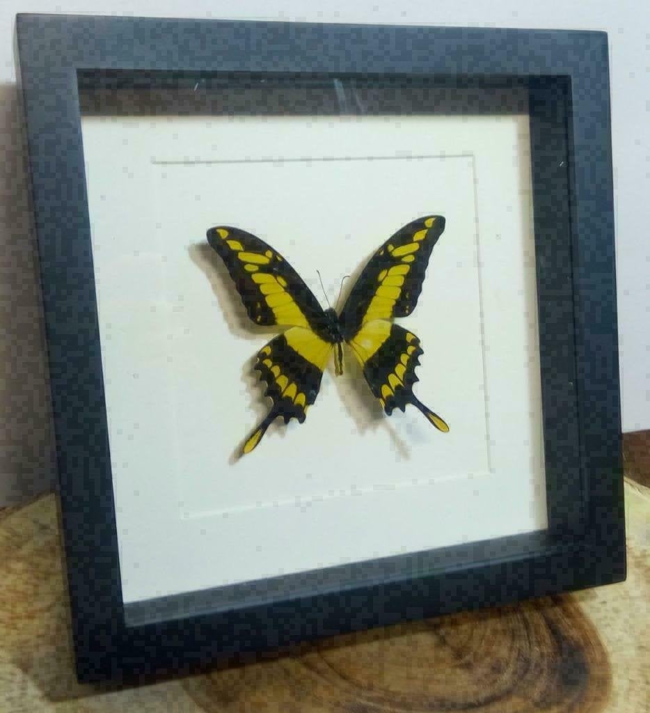 Papilio thoas vlinder in lijst, mooi zwart / geel contrast