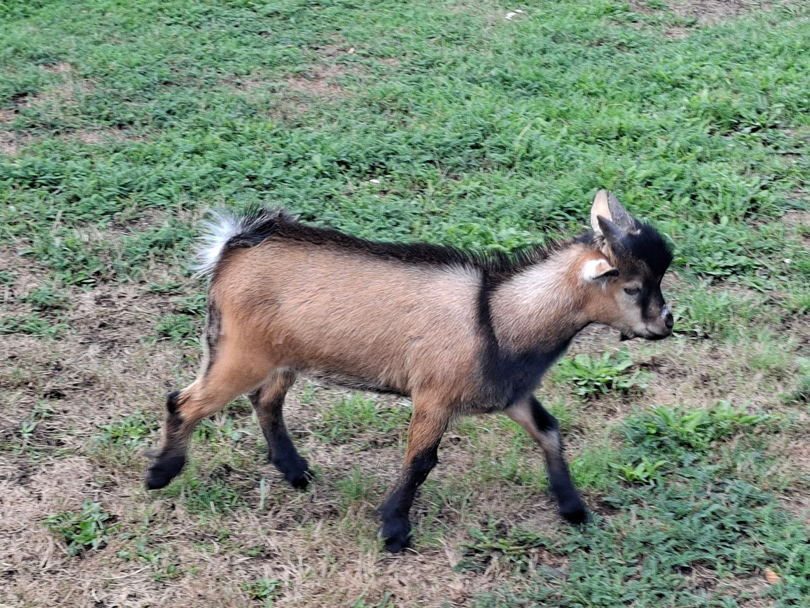 bokken, Mannelijk, Schaap
