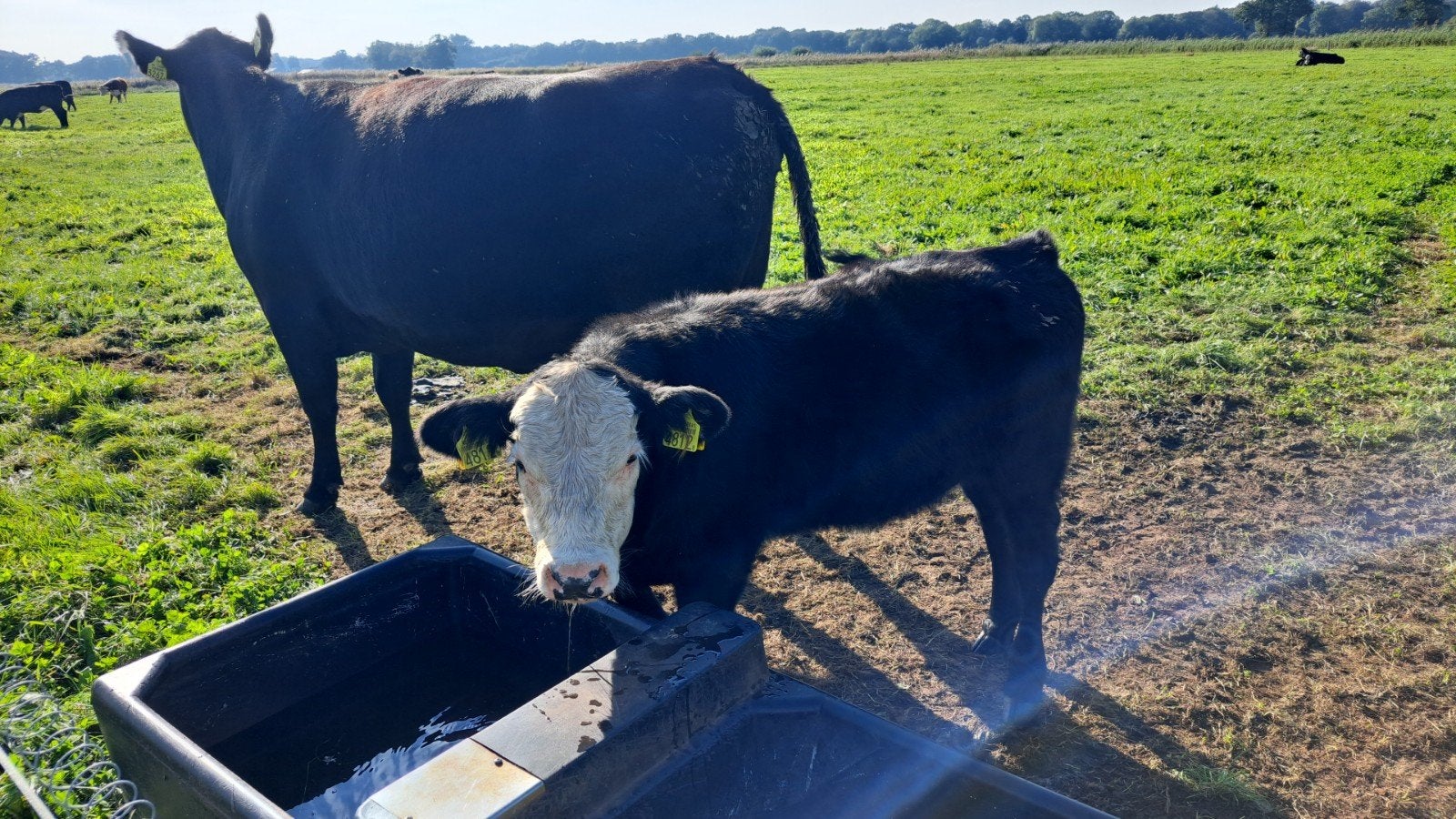 te koop 2 baldi (black angus x hereford) stierkalveren, Dieren en Toebehoren, Mannelijk, 0 tot 2 jaar