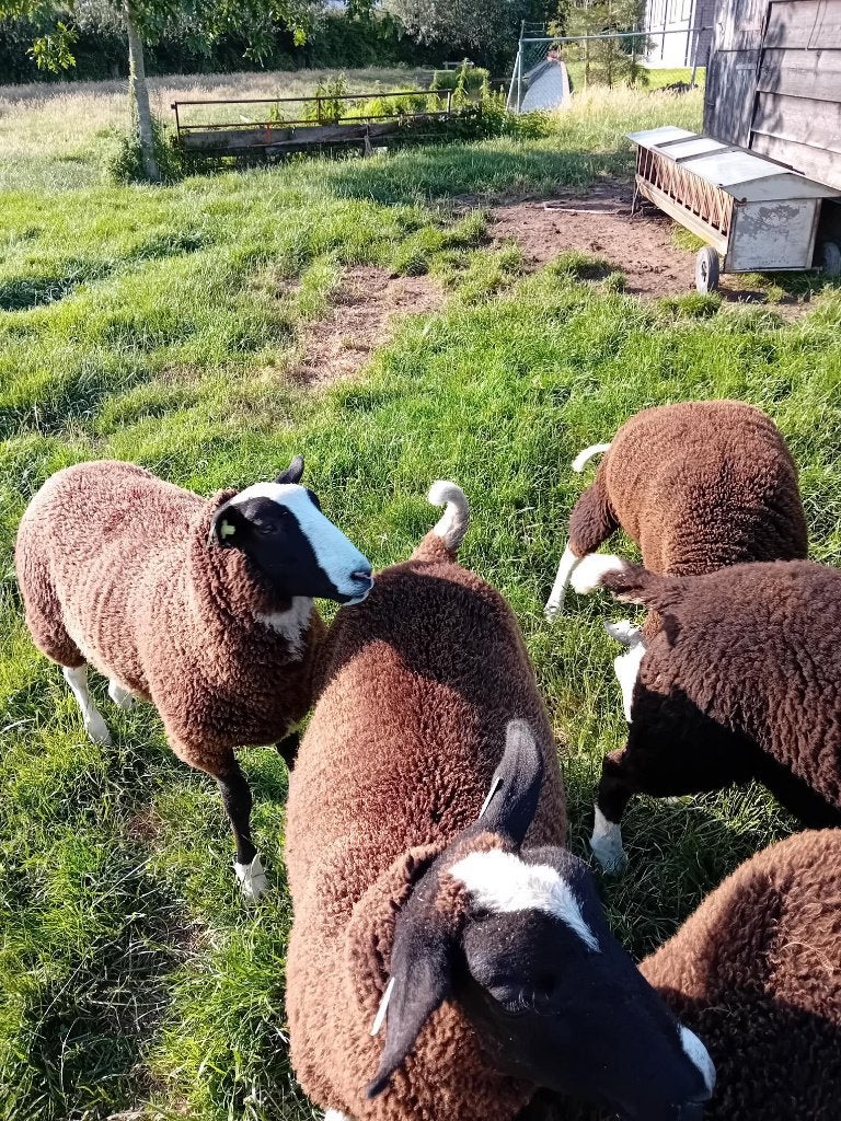 zwartbles ooitjes te koop, Vrouwelijk, Schaap, 0 tot 2 jaar