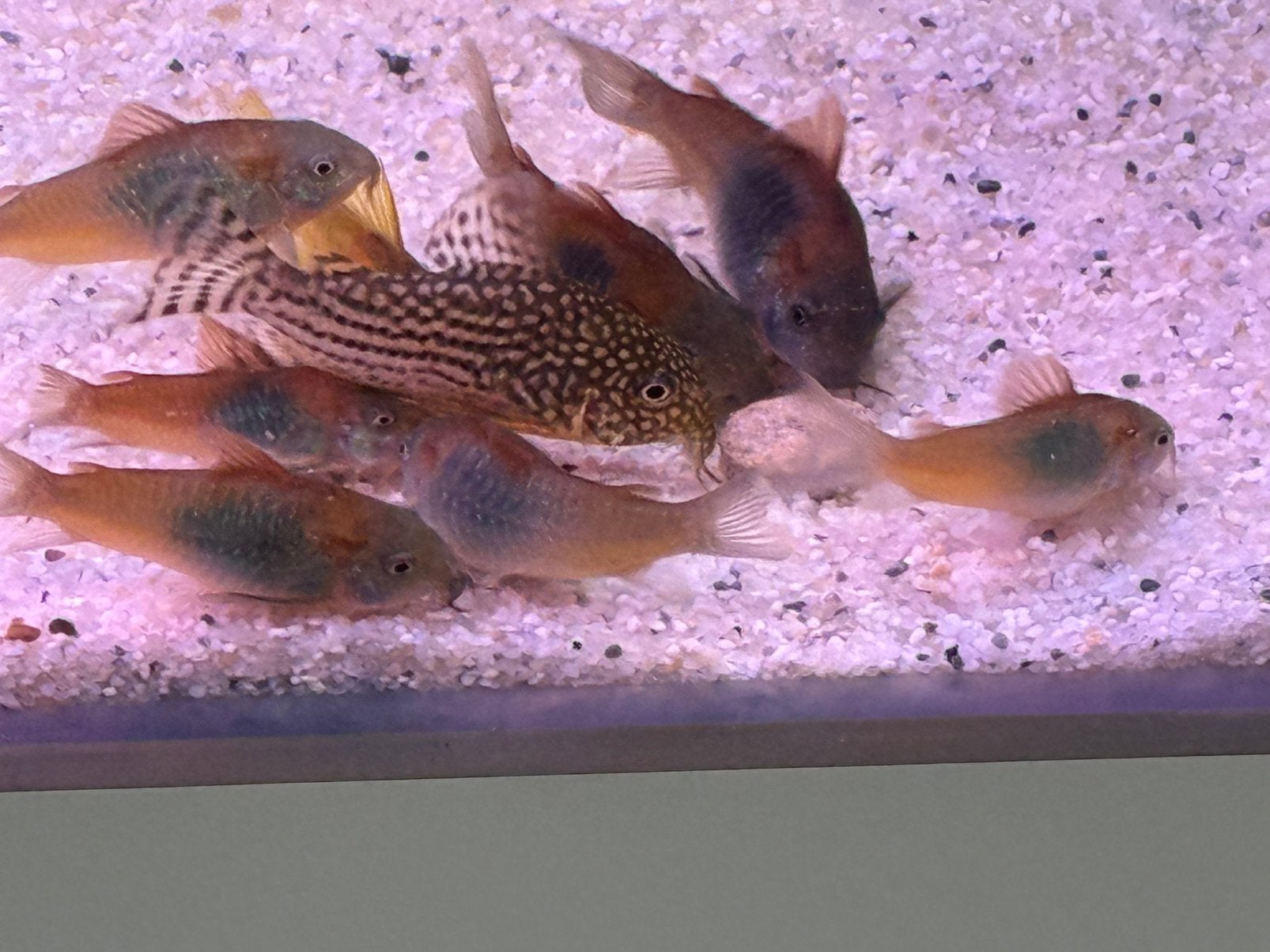 Corydoras venezuela orange 11stuks, Vis