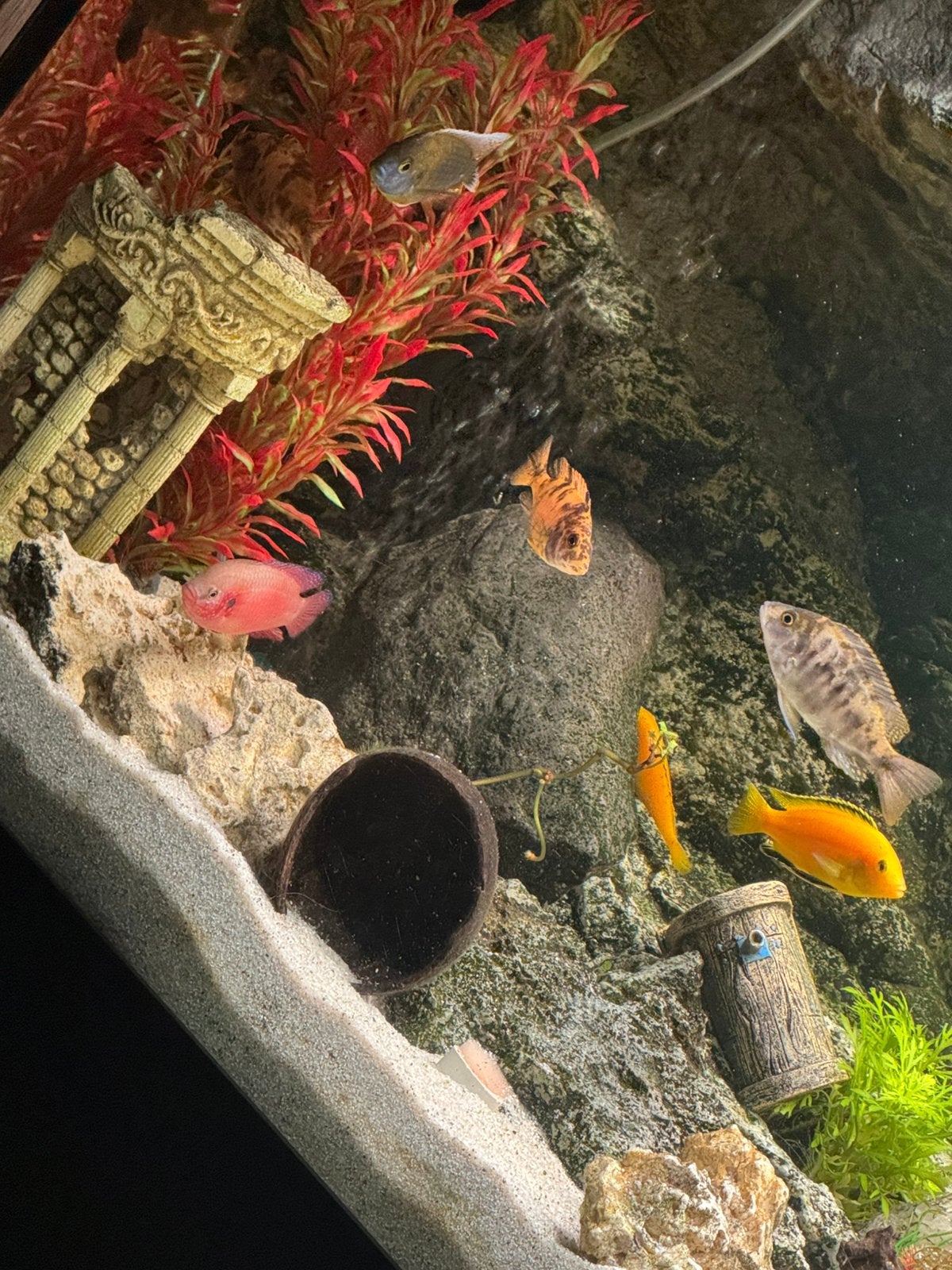 Aquarium met onderkast 150 cm, Dieren en Toebehoren, Vissen | Aquariumvissen, Vis