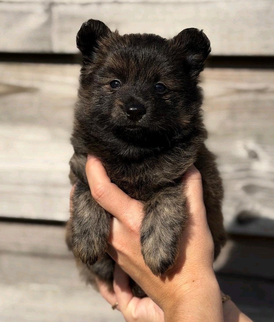 Pomeriaan - kruising pups te koop, 8 tot 15 weken, Meerdere, Nederland, Particulier