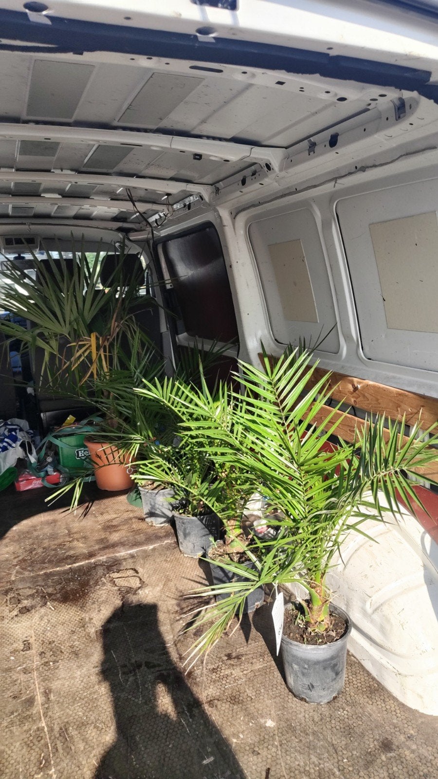 2 stuks Canarische dadelpalm 70cm, Tuin en Terras, Planten | Bomen, Ophalen, Volle zon, Overige soorten, Minder dan 100 cm