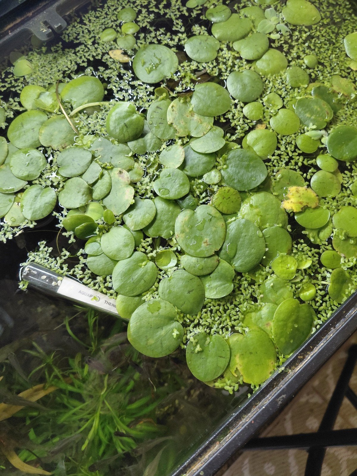 kikkerbeet, Dieren en Toebehoren