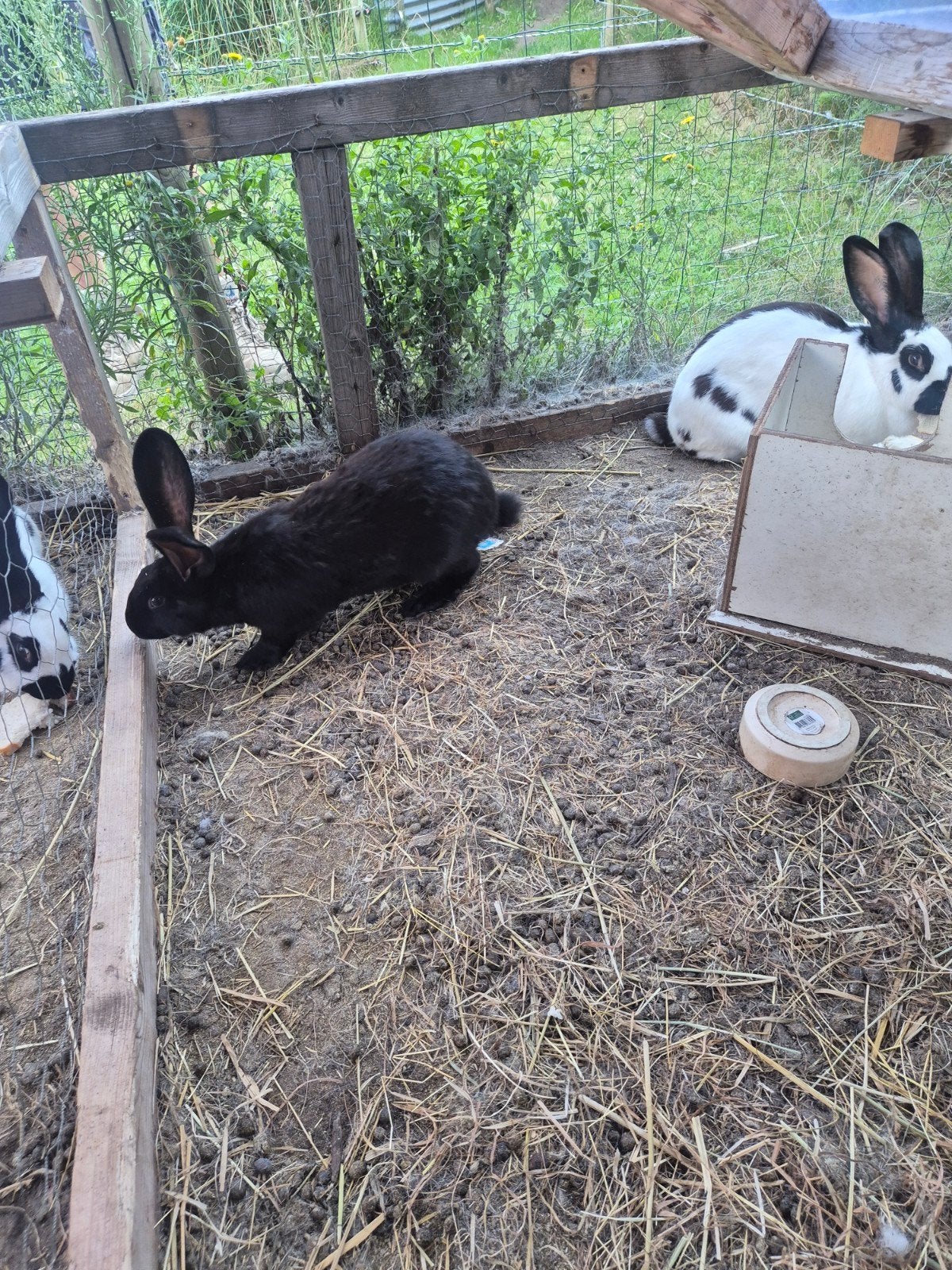 2 lotharinger te koop vrouwtje, Dieren en Toebehoren, Konijnen, Vrouwelijk, Groot