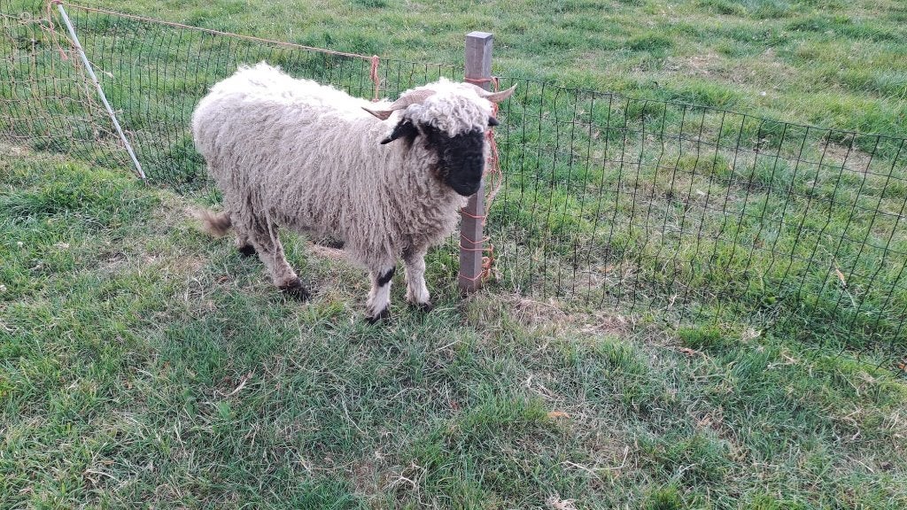 Walliser Schwarznase, Vrouwelijk, Schaap, 0 tot 2 jaar