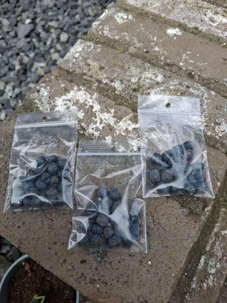 Palmboom zaden trachycarpus, Ophalen of Verzenden, Gehele jaar, Volle zon, Zaad