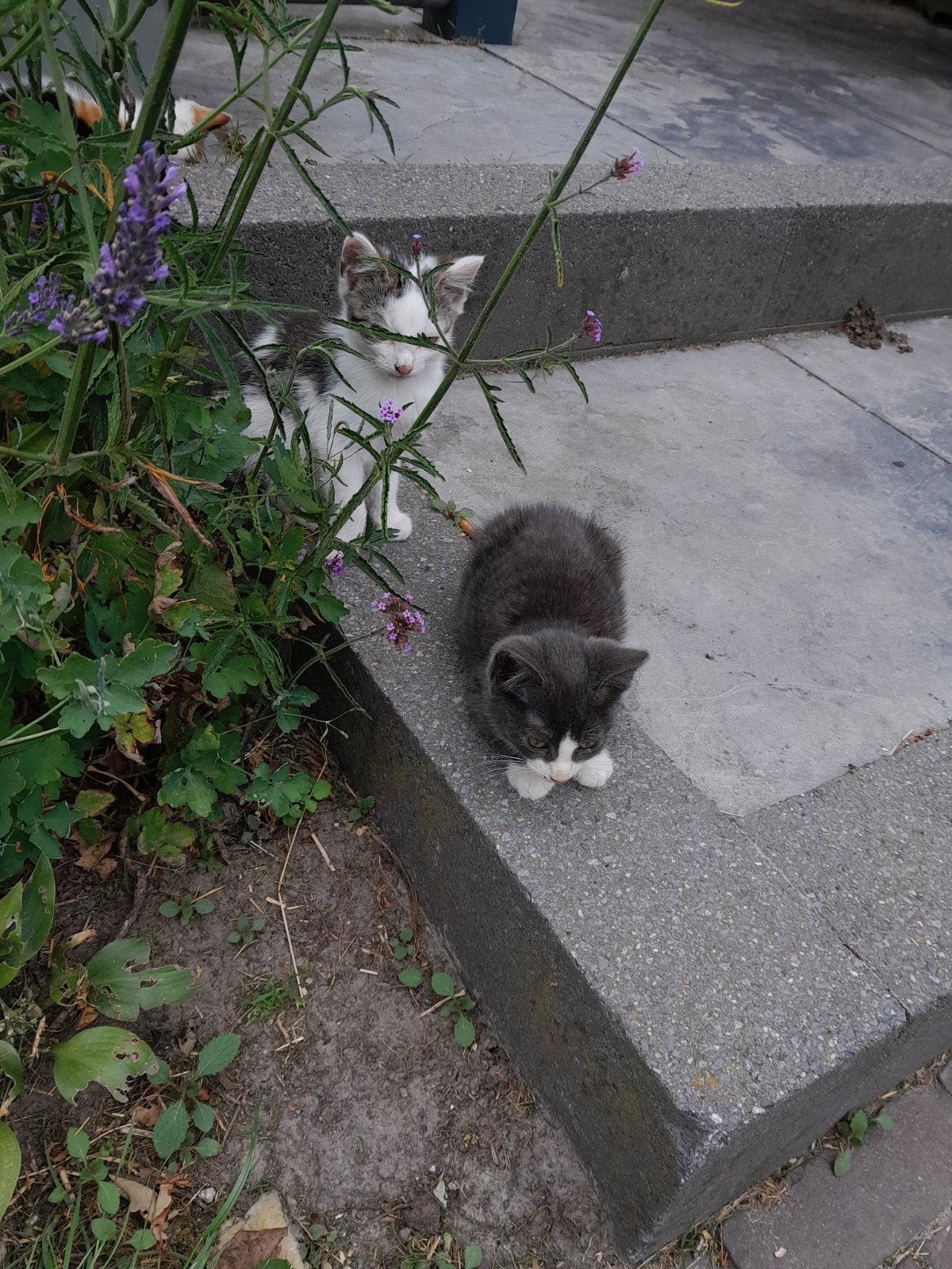 Kittens, Meerdere dieren
