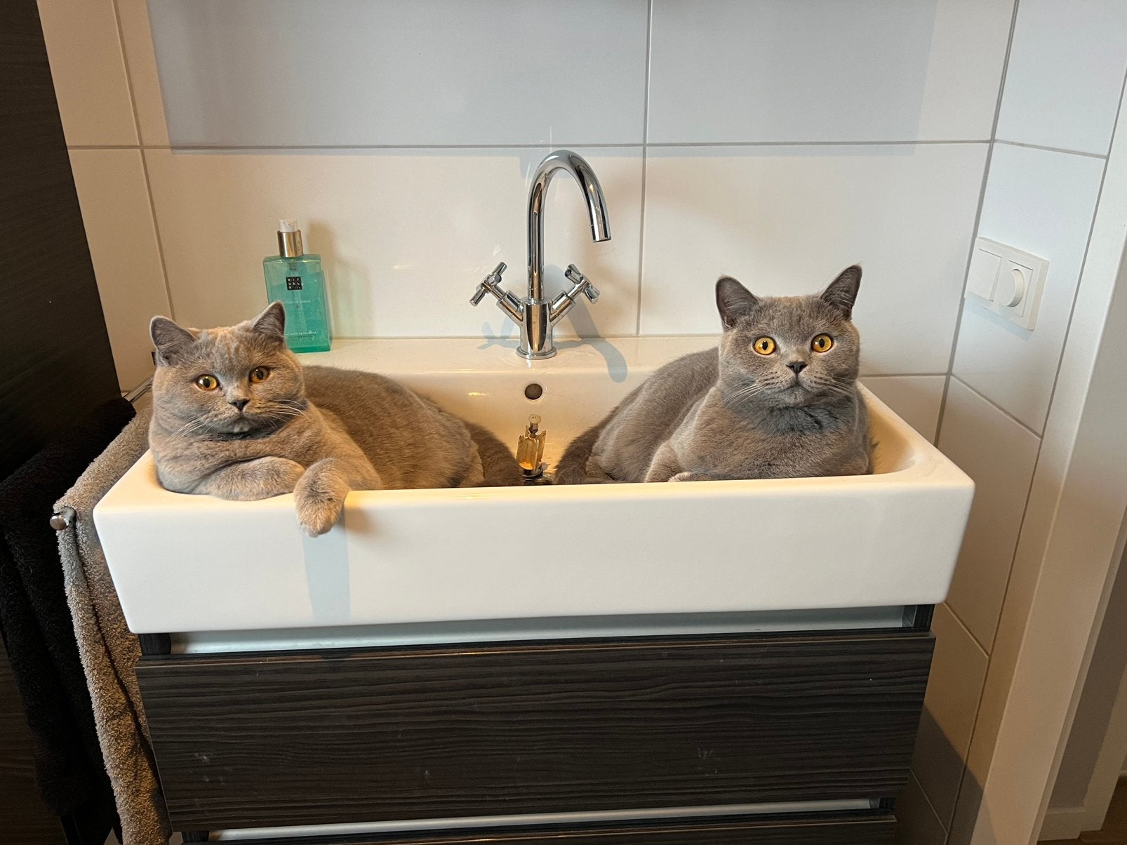 Britse korthaar kater en poes, Dieren en Toebehoren, Meerdere dieren, 0 tot 2 jaar