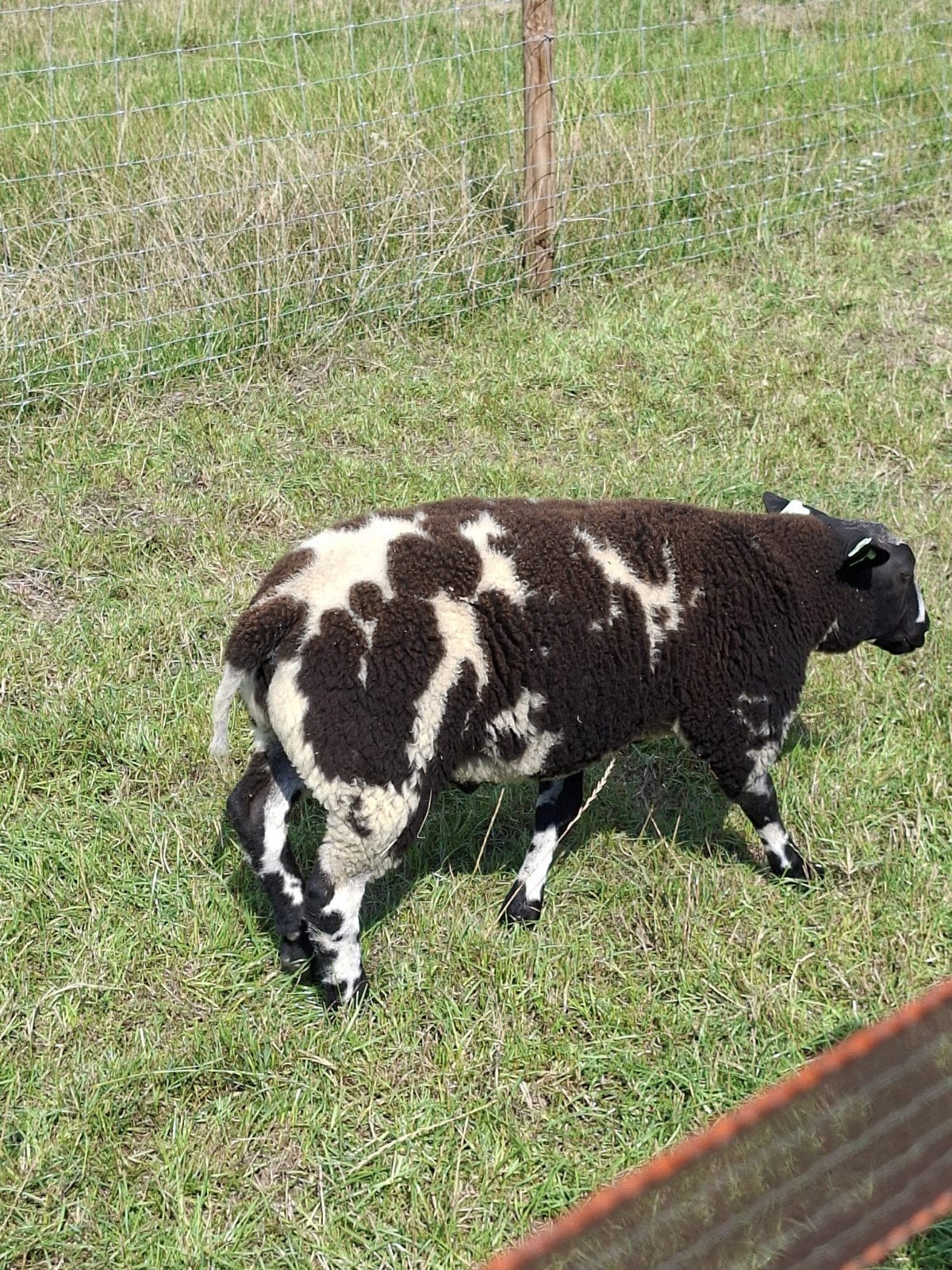 Mooie bonte (dek)ram, Dieren en Toebehoren, Schapen, Geiten en Varkens, Mannelijk, 0 tot 2 jaar