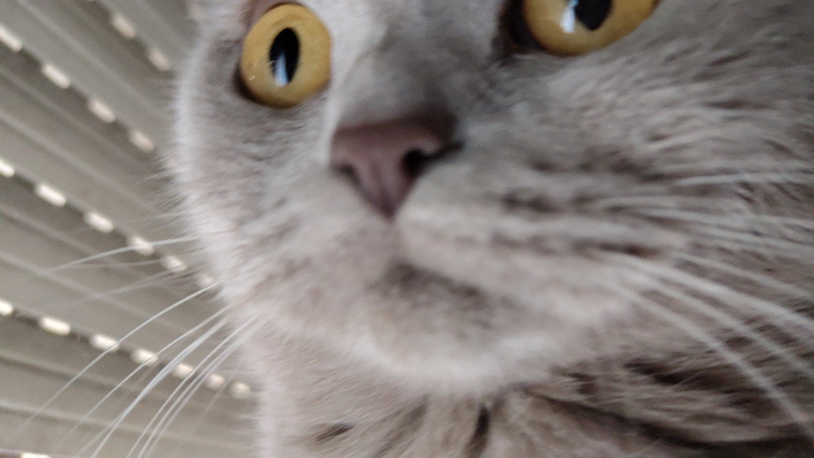 Raskat, Dieren en Toebehoren, Katten en Kittens | Overige Katten, Poes, Kortharig, 0 tot 2 jaar