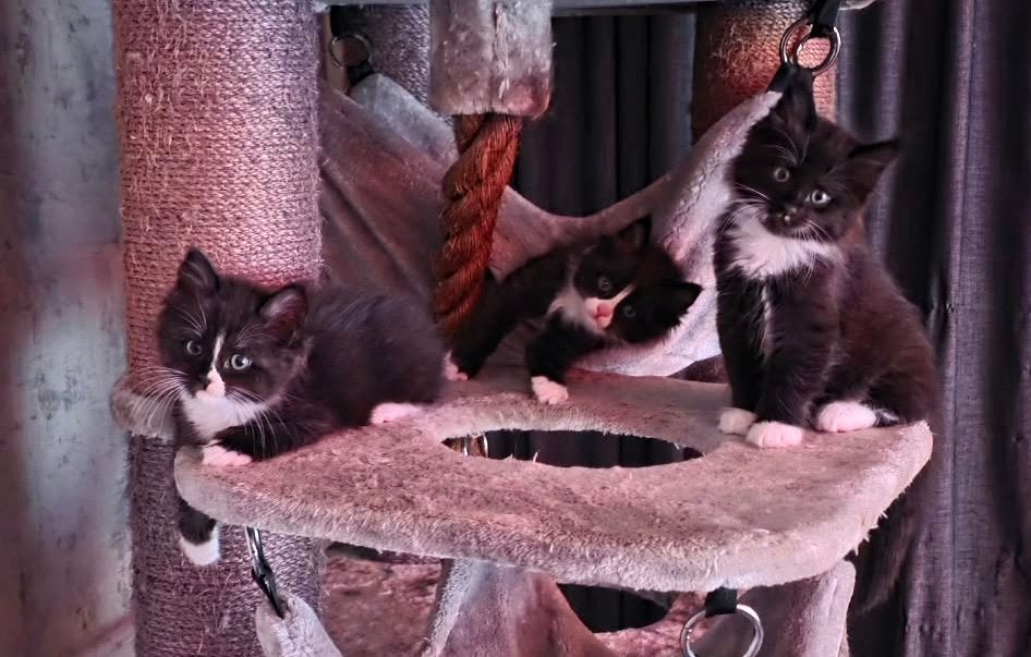 Maine Coon x Heilige Birmaan, Poes, Ontwormd