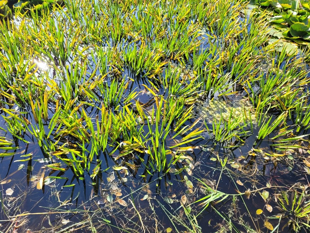 Prachtige waterplanten voor vijver of natuurlijke tuin, Tuin en Terras, Vijvers, Ophalen, Gebruikt