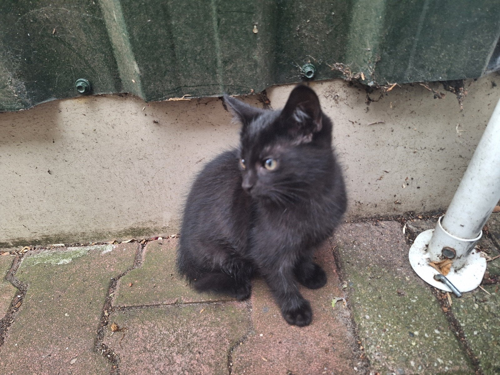 Jonge katervan 11 weken oud, Kater