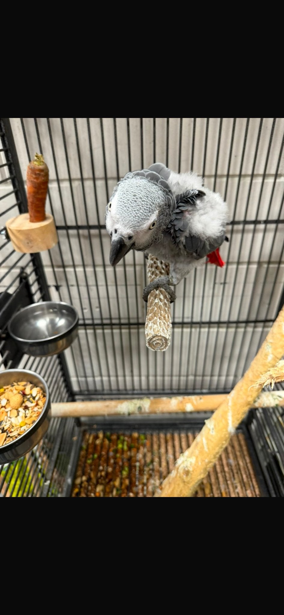 Papegaai