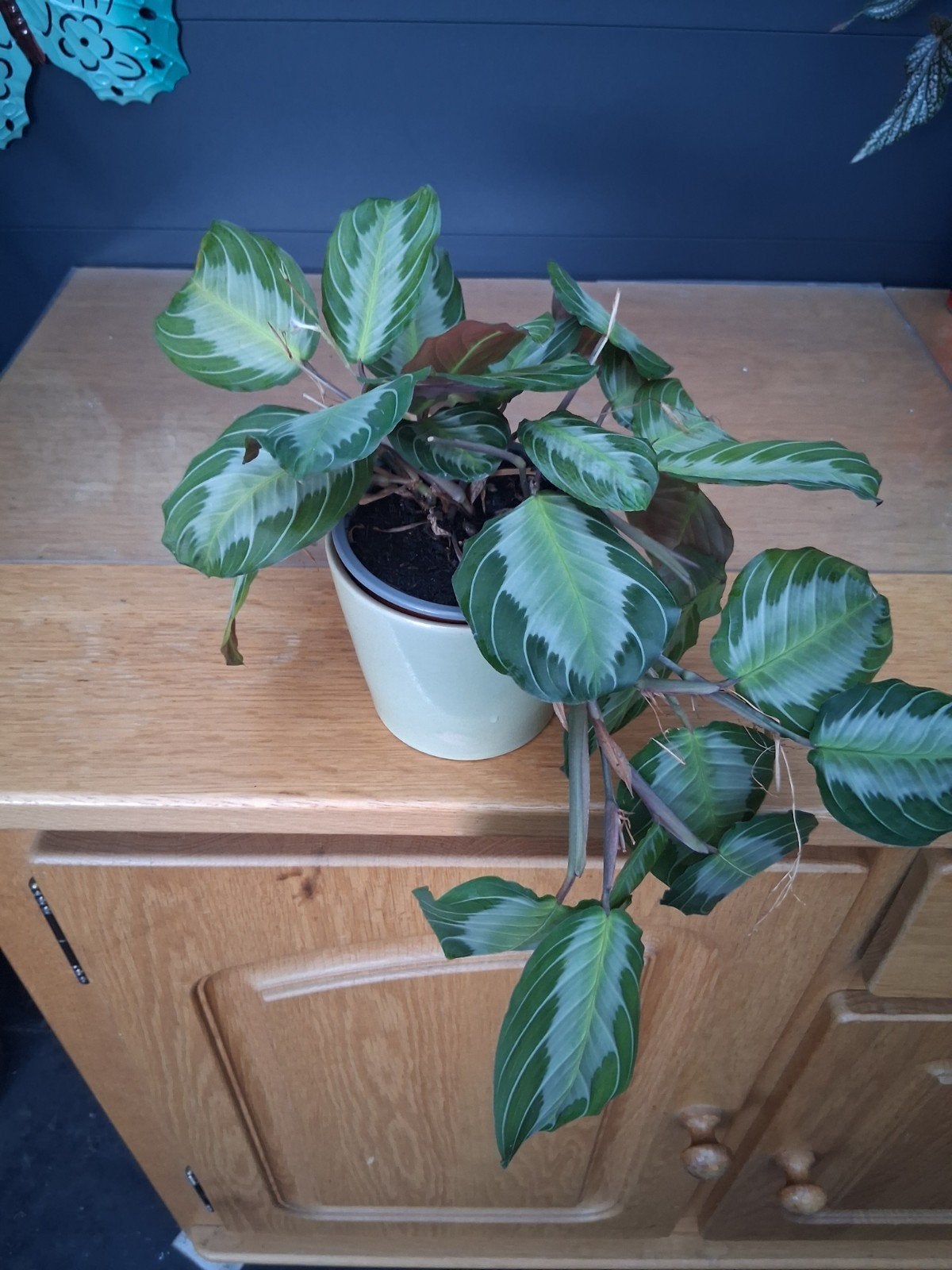 Mooie Maranta, Huis en Inrichting, Ophalen, Overige soorten, Halfschaduw, In pot