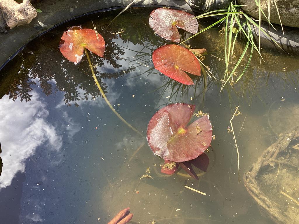waterlelie planten voor vijver