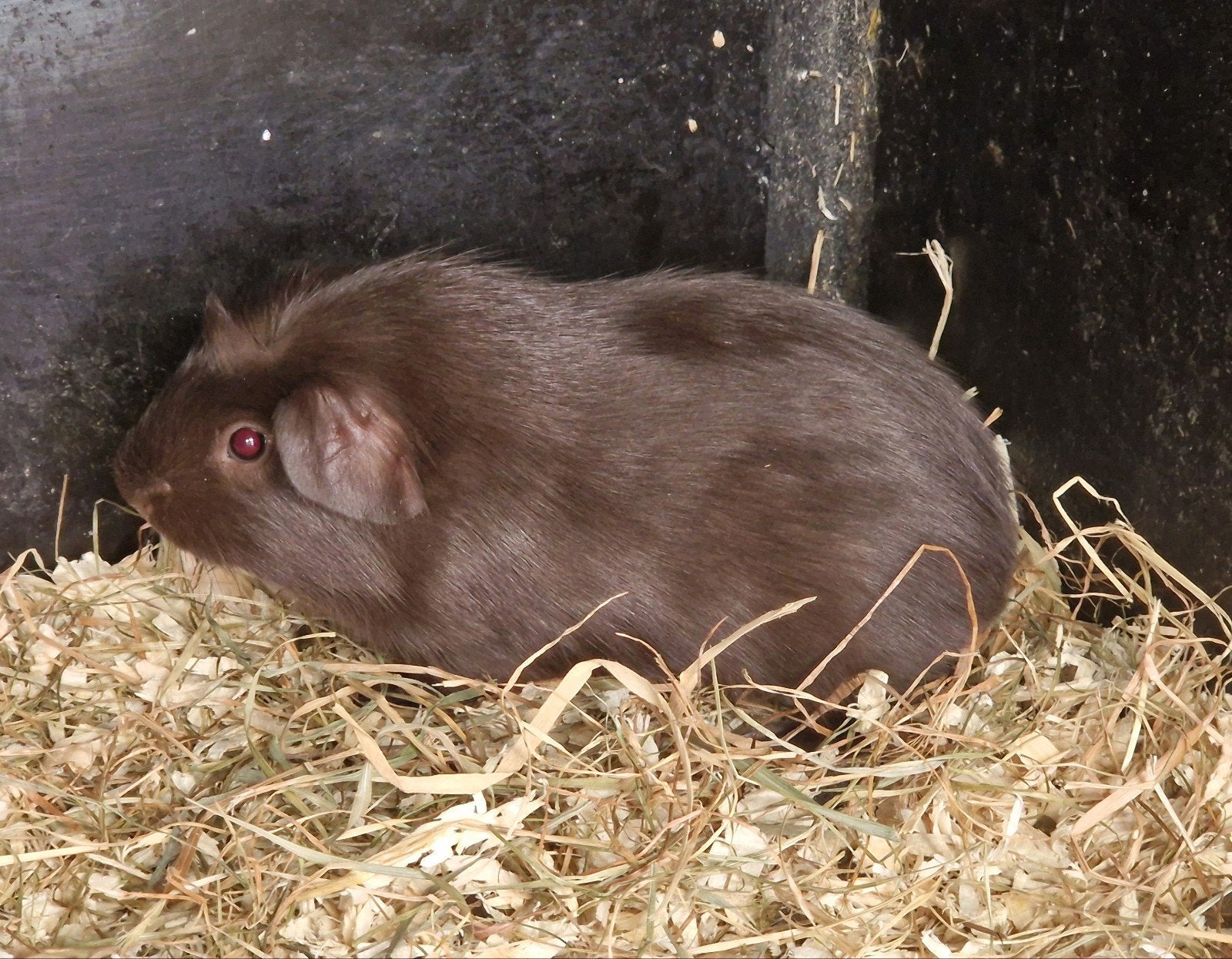 cavia engels gekruind, Cavia, Mannelijk, Juli, Tam