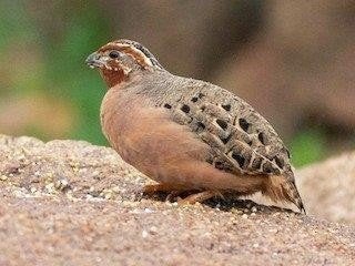 GEZOCHT jungle bush kwartel HEN, Vrouwelijk