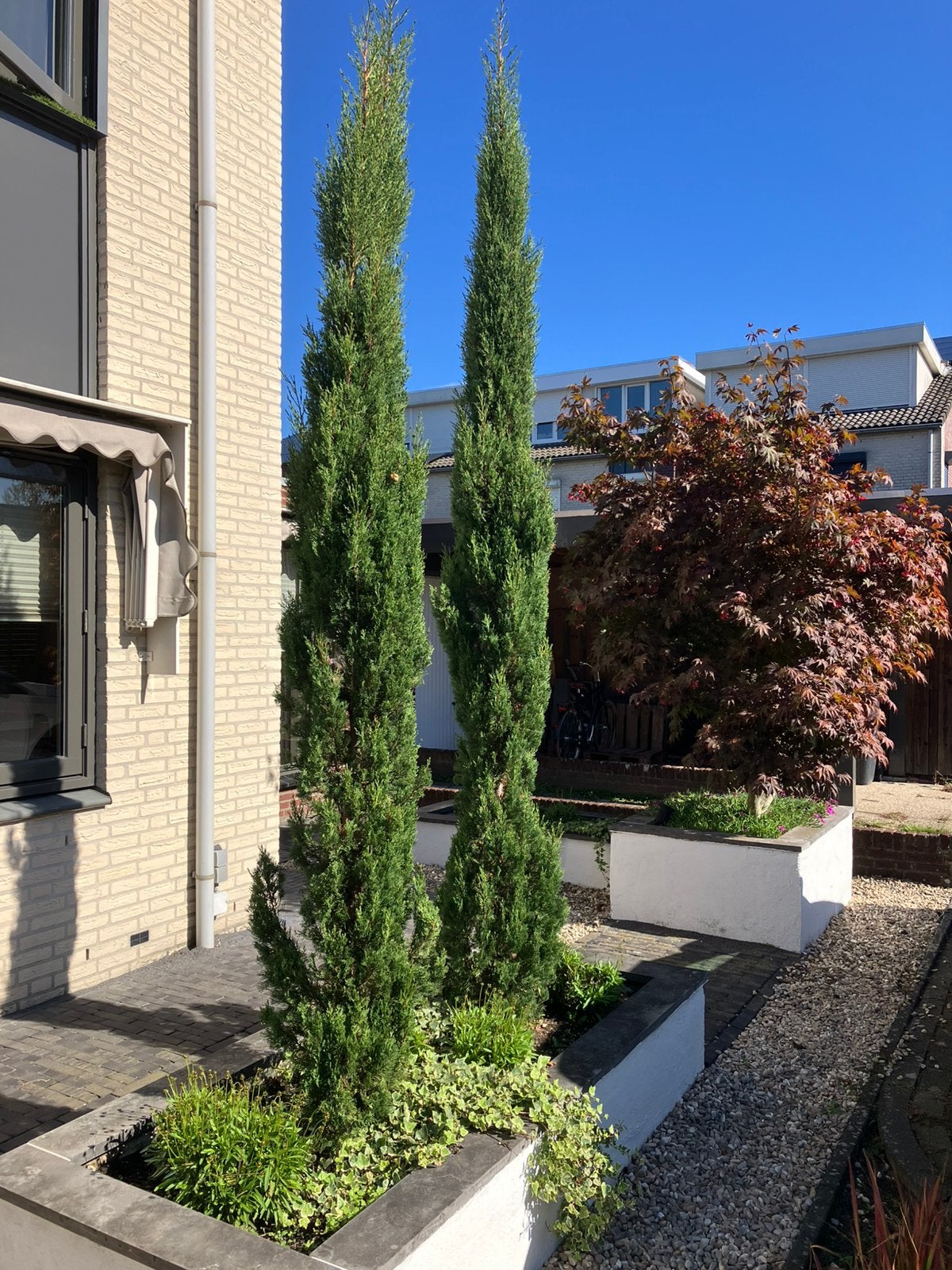 Mooie Italiaanse Cipressen 3 stuks, Overige soorten, Lente, 250 tot 400 cm, Ophalen