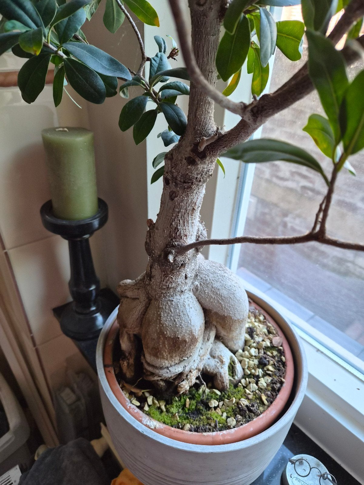 Bonsai boompje, Ophalen, Volle zon, Overige soorten, Minder dan 100 cm