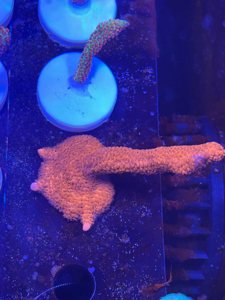 Rode montipora tak stekken, Overige typen