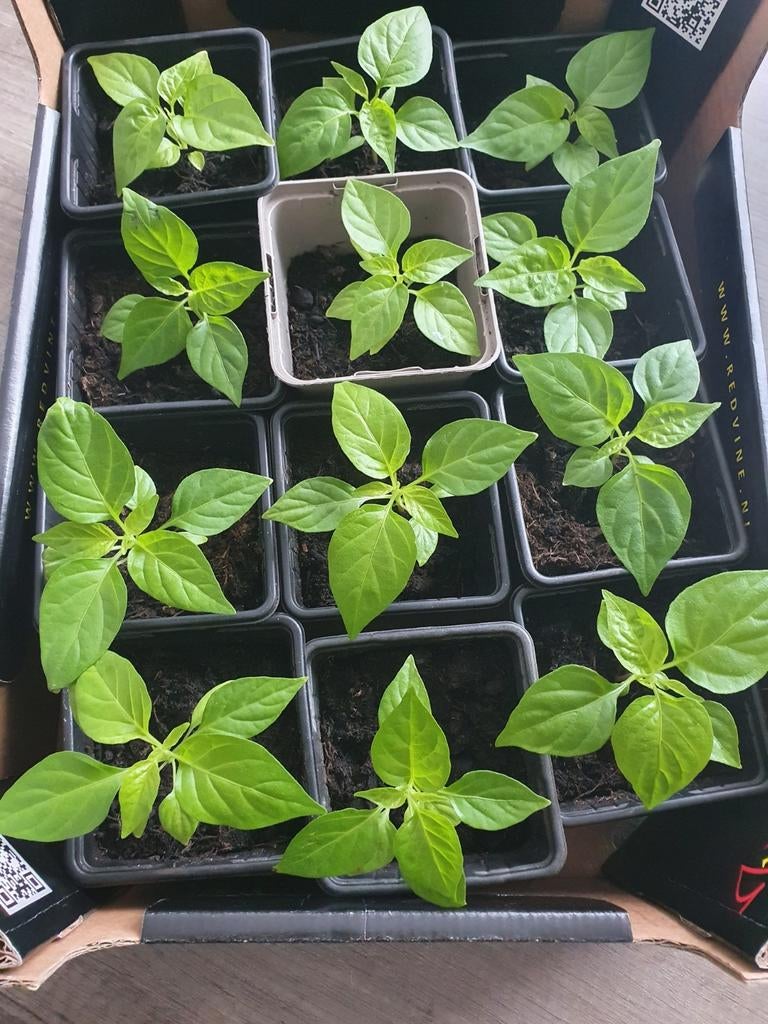 Biologische Surinaamse Madame Jeanette peperplantjes, Tuin en Terras, Planten | Tuinplanten, Ophalen, Volle zon, Groenteplanten
