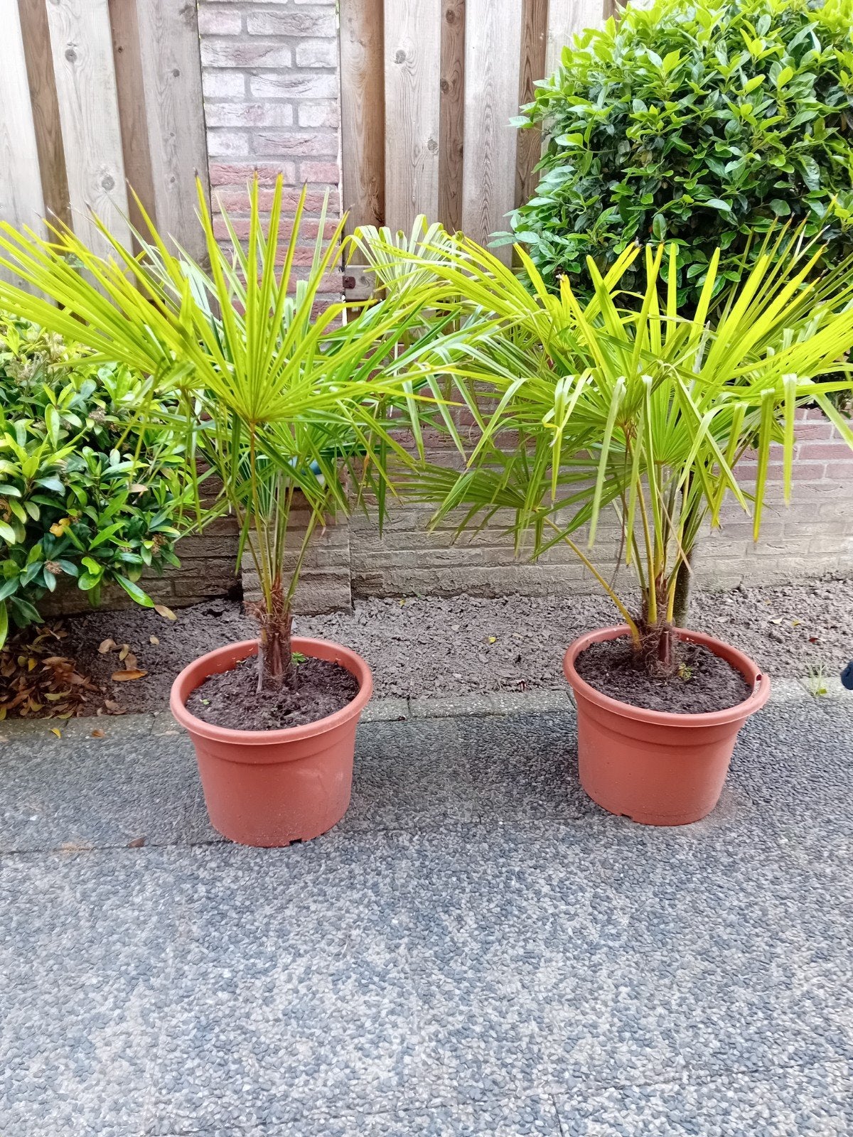 2 palmbomen in pot, Ophalen