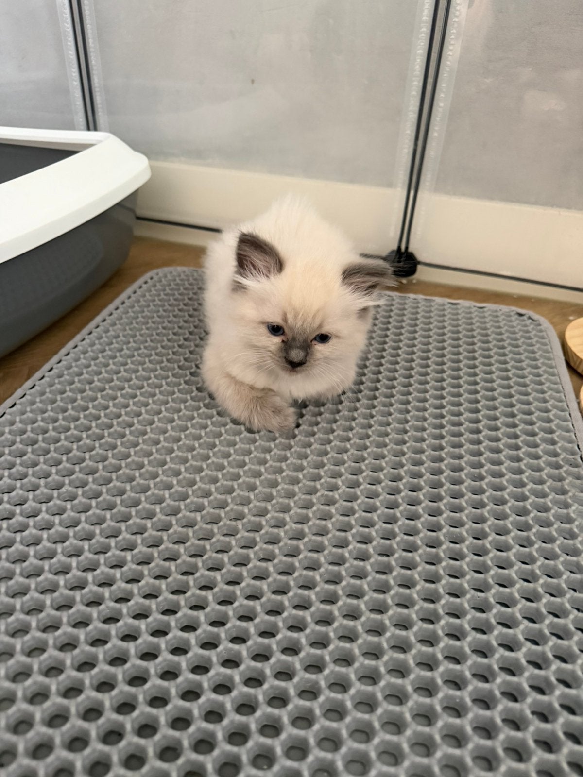 Ragdoll kittens, Dieren en Toebehoren, Meerdere dieren, Ontwormd, 0 tot 2 jaar