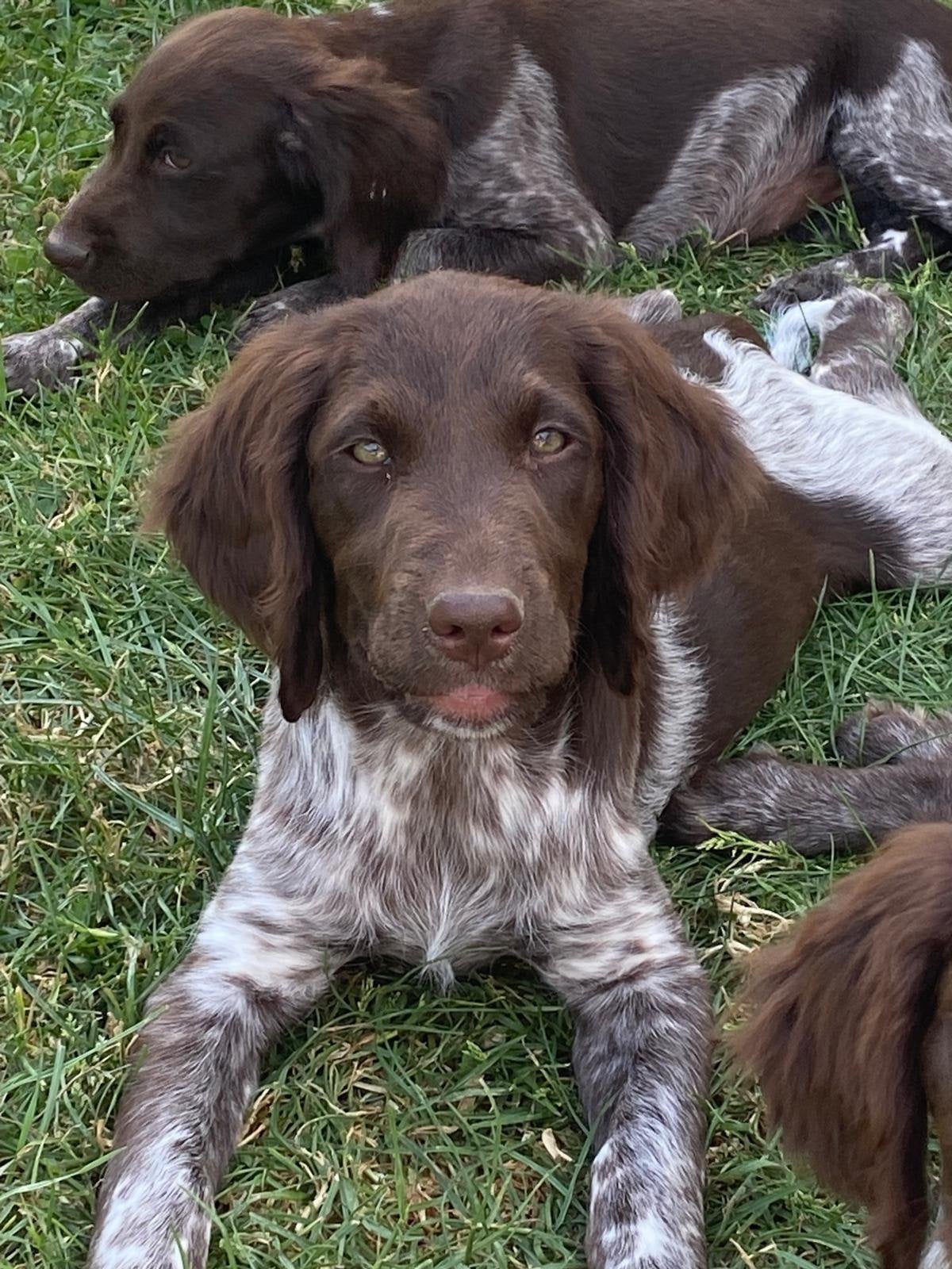 Heidewachtel pups, België, Overige rassen, 8 tot 15 weken, Parvo