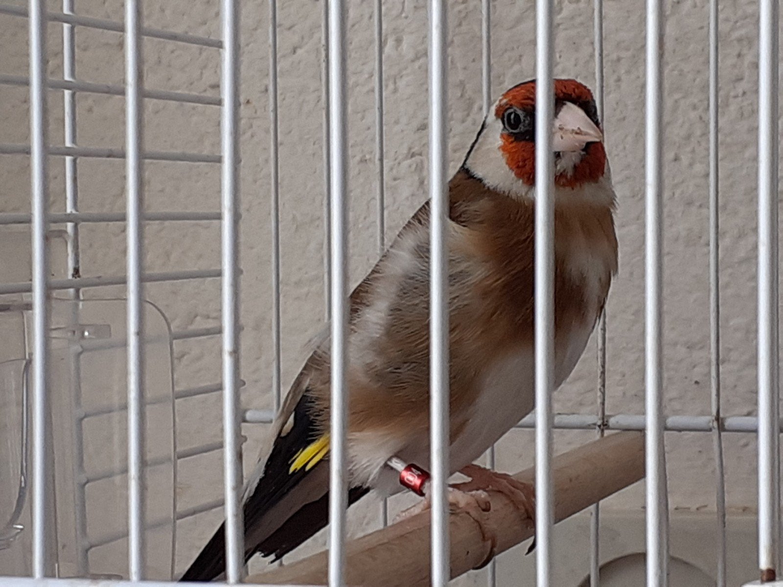 Kleine witte keel parva putter, goede zanger en broedrijpe, Mannelijk, Wildzangvogel, Geringd