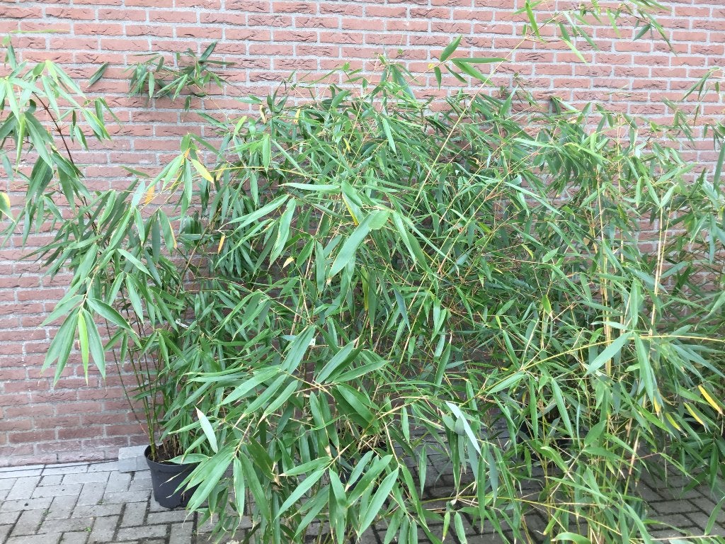 Fargesia Robusta Formidable, niet woekerende bamboe!!!, Tuin en Terras, Vaste plant, Bloeit niet, Halfschaduw, Ophalen